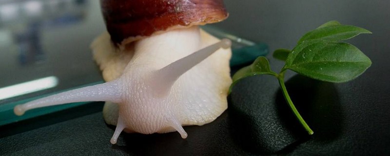 白玉蝸牛怎么養(yǎng)