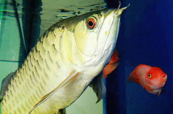 龍魚跳缸后多久能恢復(fù)