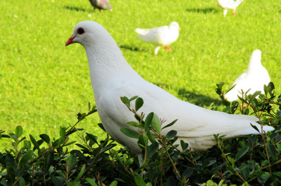 小鴿子多久可以離開(kāi)老鴿子