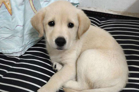 拉布拉多幼犬越打越兇