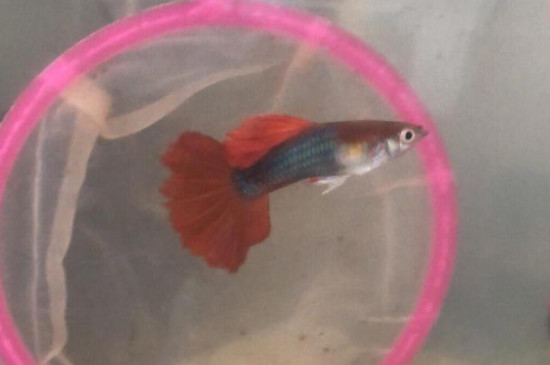 孔雀魚不打氧能活多久