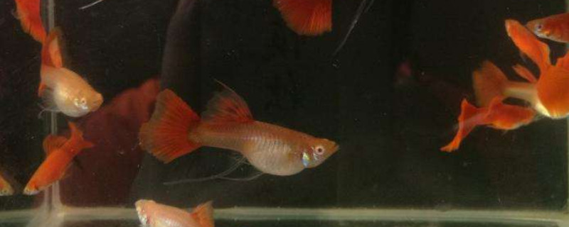孔雀魚繁殖一次要多久
