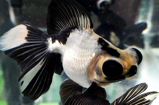 熊貓金魚怎么養(yǎng)