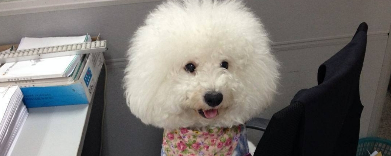 比熊懷孕癥狀