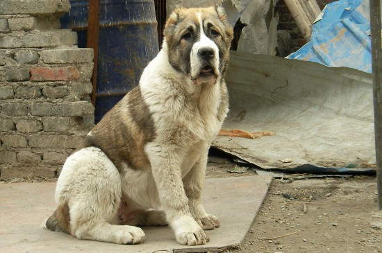 高狼犬和中亞牧羊犬的區(qū)別