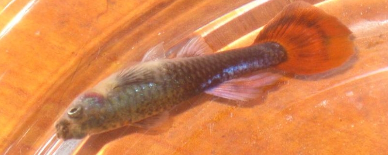 孔雀魚針尾是怎么回事