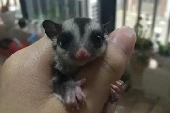 蜜袋鼯如何訓練粘人