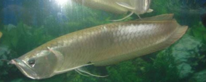 銀龍魚嘴巴爛了怎么辦，銀龍魚嘴部潰爛的處理方法