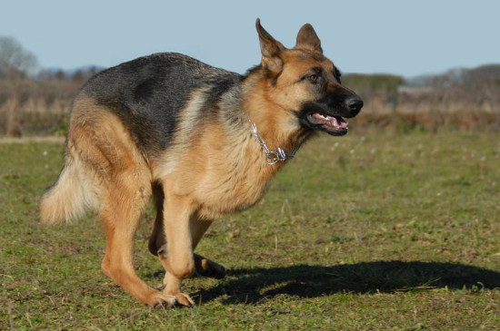 德國(guó)牧羊犬吃什么好