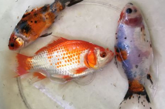 草金魚能長多大