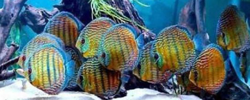 七彩神仙魚可以和龍魚混養(yǎng)嗎?