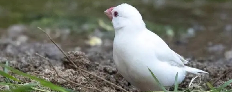 白文鳥冬天0度會(huì)凍死么
