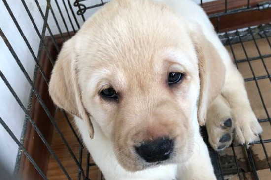 拉布拉多犬和金毛的區(qū)別