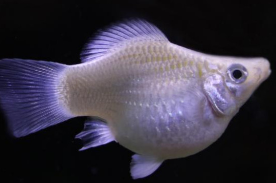 瑪麗魚(yú)是一次性生完嗎