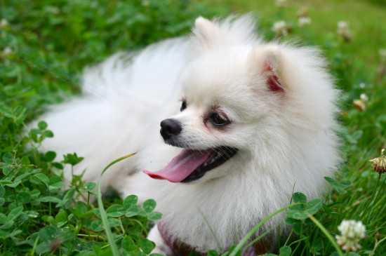 博美犬好養(yǎng)嗎 都該注意什么