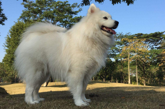 銀狐犬和薩摩的區(qū)別