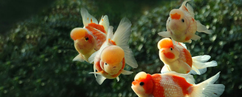 金魚顏色變淺是怎么回事
