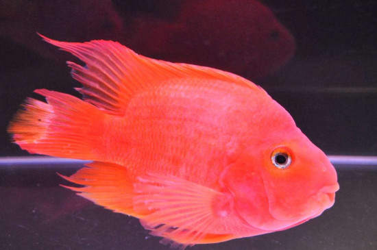 鸚鵡魚趴缸躲角落是什么原因