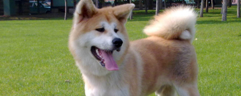秋田犬幾個月適合訓(xùn)練