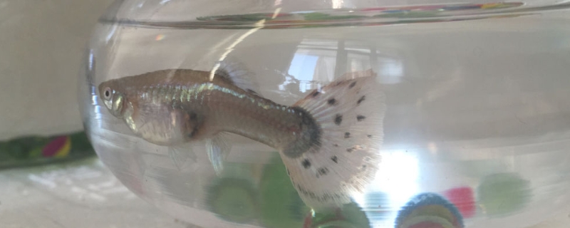 孔雀魚下崽為啥還分批