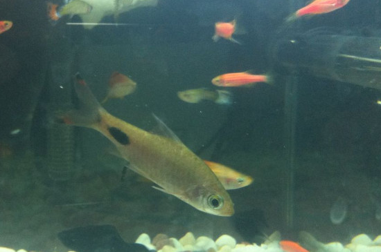 魚(yú)缸養(yǎng)魚(yú)的方法和技巧