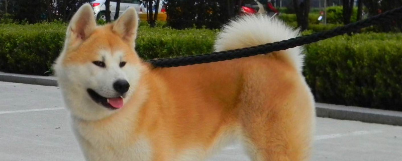 秋田犬幾個月成年
