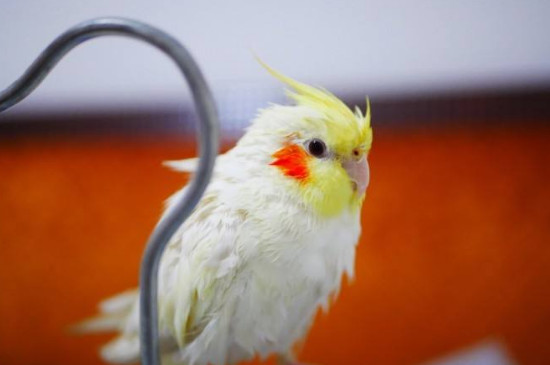 玄鳳鸚鵡受驚后的表現(xiàn)