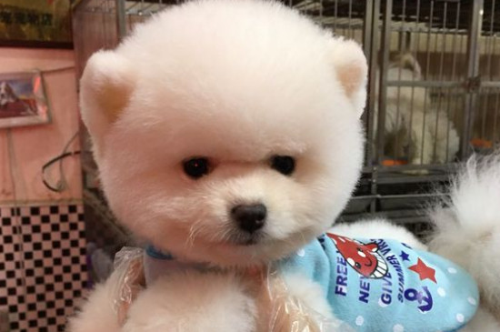 俊介犬掉毛嗎