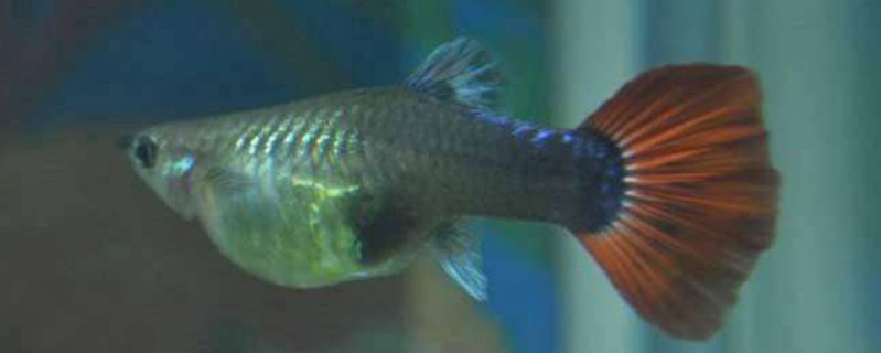 孔雀魚肚子癟了什么病