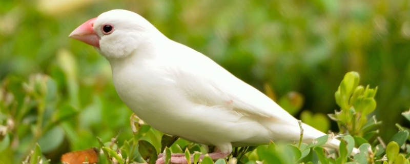 養(yǎng)文鳥需要注意什么