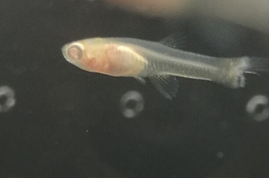 鳳尾魚幼崽喂什么，鳳尾魚小崽怎么養(yǎng)活