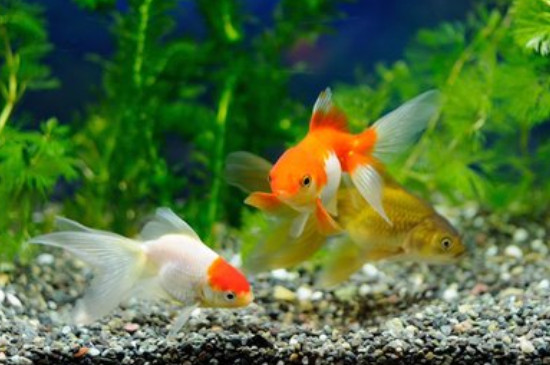 草金魚(yú)一天喂幾次