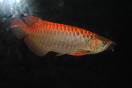 七彩神仙魚可以和龍魚混養(yǎng)嗎?