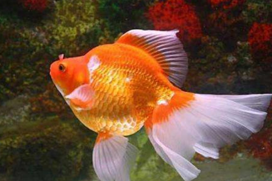 上過濾魚缸最佳過濾方法