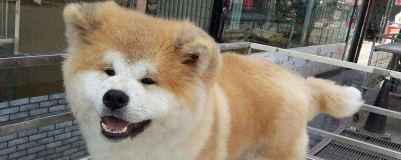 秋田犬愛打架怎么辦