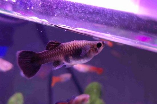 小孔雀魚怎么養(yǎng)長得快