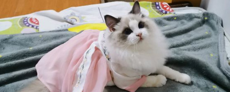布偶貓養(yǎng)了3天就死了