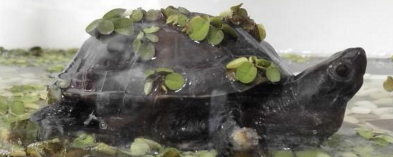 草龜墨化征兆