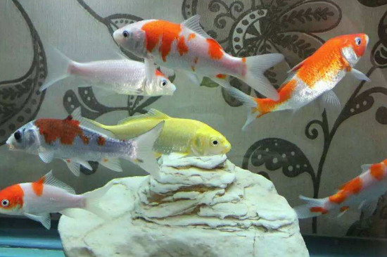 錦鯉可以和什么魚混養(yǎng)