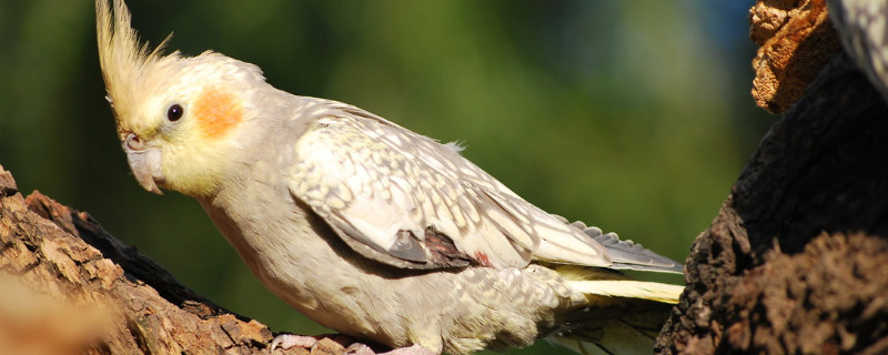 玄鳳鸚鵡怎么才算認主
