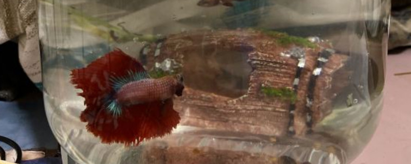 斗魚冬天會凍死嗎