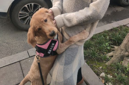 金毛犬性格怎么樣，關(guān)于金毛的脾氣特點(diǎn)介紹