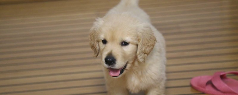 金毛尿頻是怎么回事，金毛犬突然頻繁小便的原因分析