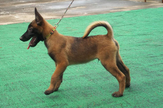 馬犬訓(xùn)練方法