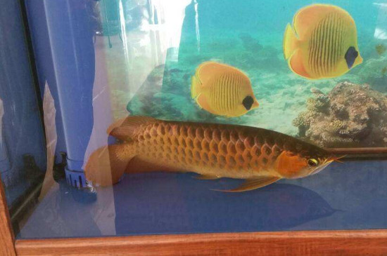 龍魚吃蜈蚣正確方法
