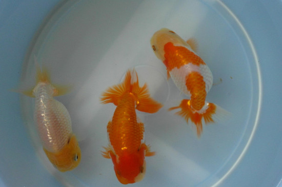 金魚(yú)幾天喂一次食