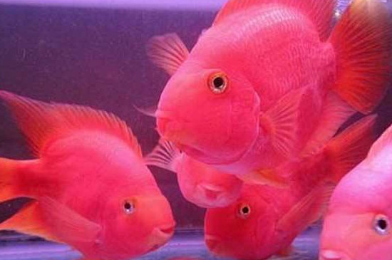 鸚鵡魚的嘴白了怎么辦