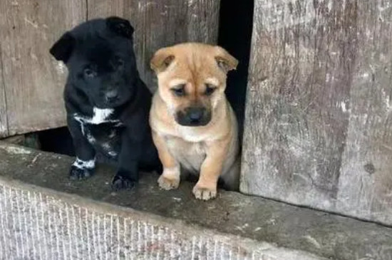 土狗幼犬最明顯的特征