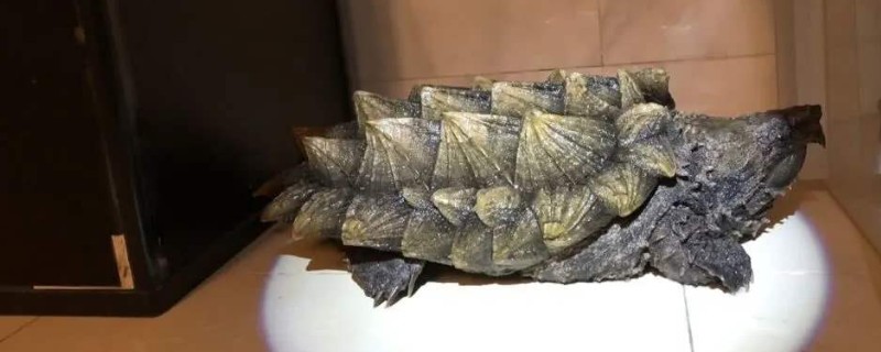 鱷龜為什么突然死了