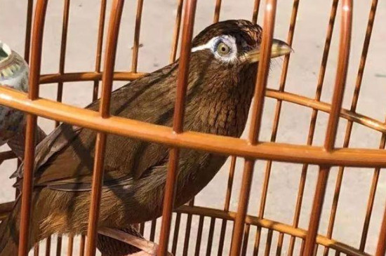 母畫眉鳥會不會經(jīng)常叫